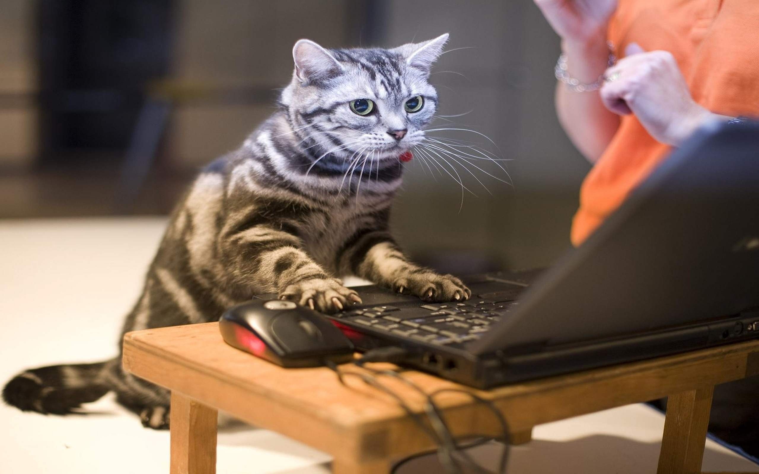 Animal Chat Rooms